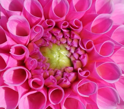 Pink...