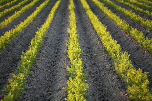 Carrot field