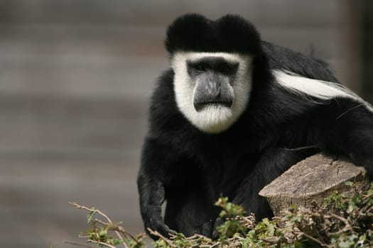 Colobus guereza