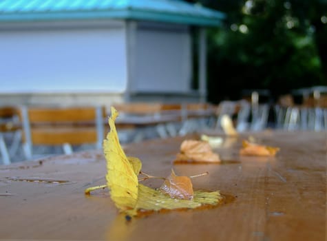 The first leaves are falling