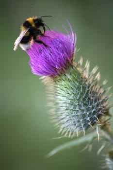 Bumblebee on a common thistle