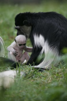 Monkey family with newborn