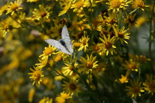 Cabbage white on seed usurious flowers from blue sky