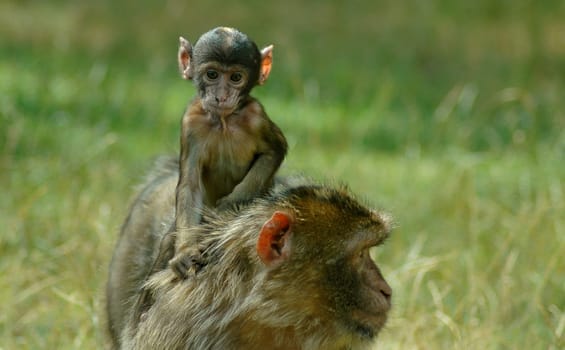 Once again,it's most beautiful on mom's back...!