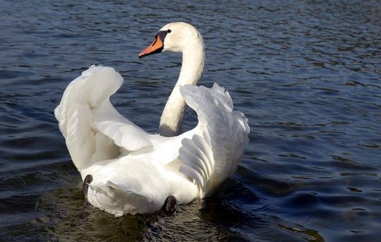 Proud Swan