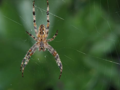 their underside