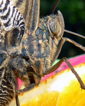 Butterfly 3