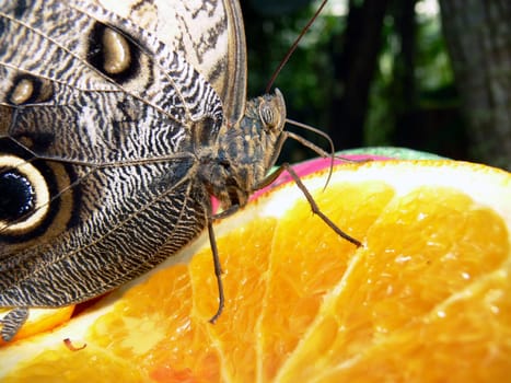 Butterfly 1