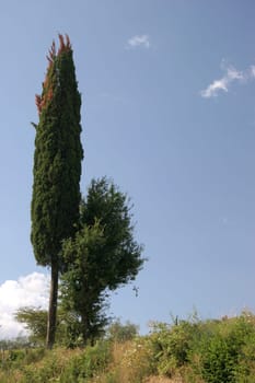 cypress