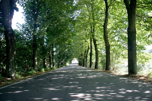 Avenue