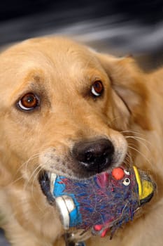 ... Leica was even right,because two little girls (24 and 18 months old) tried to compete with her favorite toy...