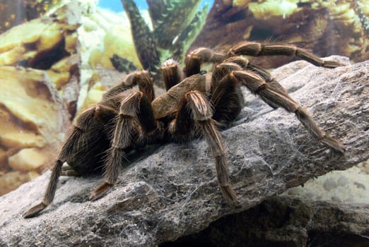 Taken from Wikipdia: "The body sizes achieved by some tarantulas are impressive: With a body length of up to twelve centimetres and a wingspan of 30 centimetres,the species Theraphosa blondi is considered the largest living tarantula in the world,the"