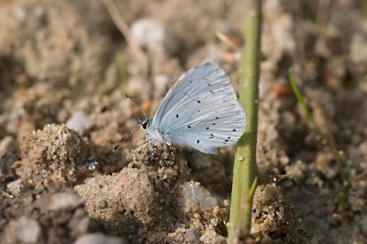 Lazy blue drinking on damp sand