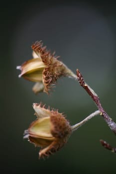 Fruits of European beech