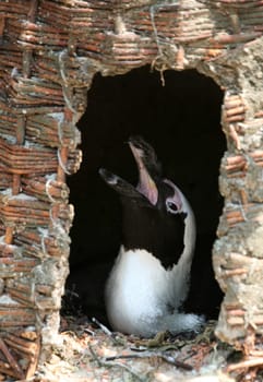 Breeding female penguin in a basket