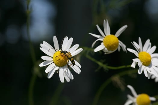 Spotted narrowbuck on a daisy flower
