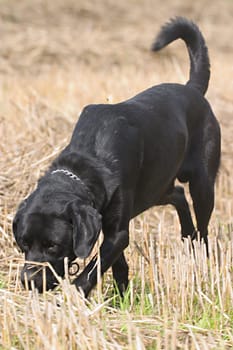 Black dog on stubble field