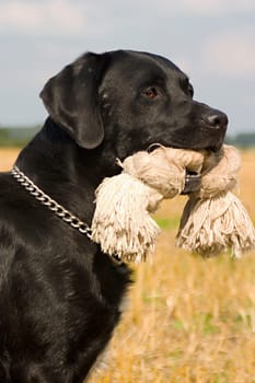 Black dog on stubble field