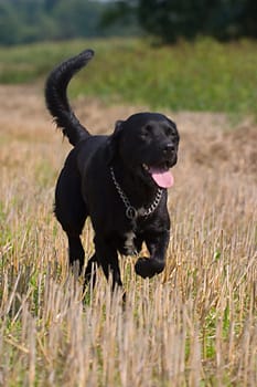 Black dog on stubble field