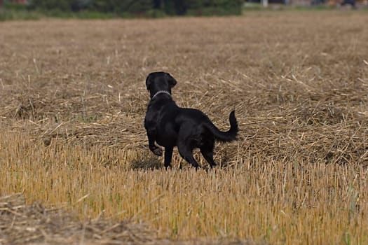 Black dog on stubble field