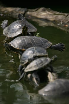 Red-eared turtles on a tree trunk