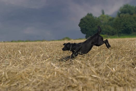 Black dog on stubble field