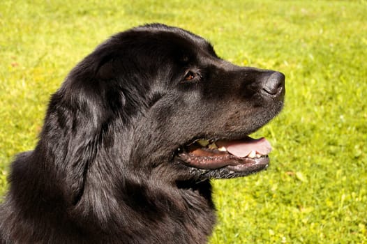 Imposing,about 71 cm tall and 68 kg heavy dog with water-repellent stick hair. The ears are small,triangular with a rounded tip,well set at the back and sides of the top of the head. The top coat is moderately long and straight,not curly. An easily