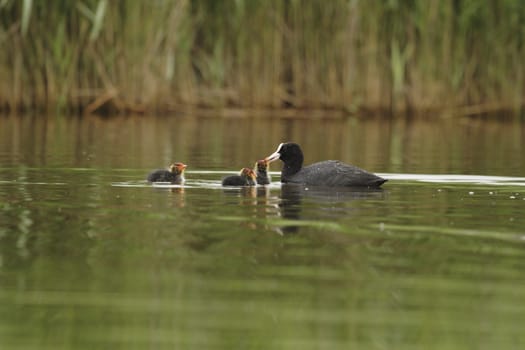 Coot with chicks (3)