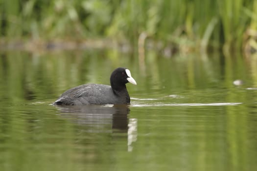 Coot (4)