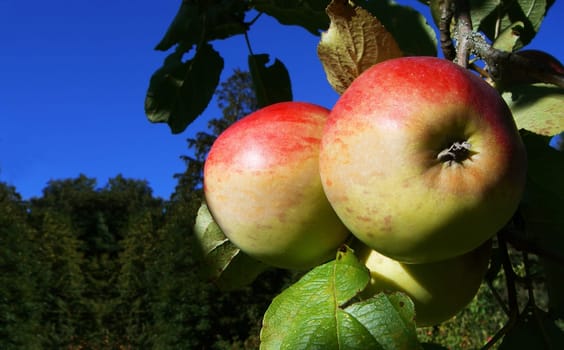 Organic apples