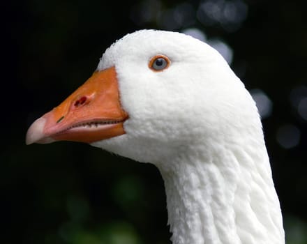Christmas goose Auguste