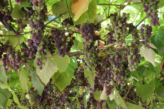Grape canopy