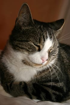 "Actually,I wanted to sleep,but you never get to rest here... The old woman is constantly jumping around with the camera in front of you and again I have to pose until I fall over....!"""