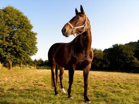 I photographed this beautiful horse in the evening light.