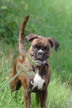 Purebred female boxer brown brindle stands full of concentration on the slope.