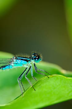 Horseshoe azure maiden,Coenagrion puella