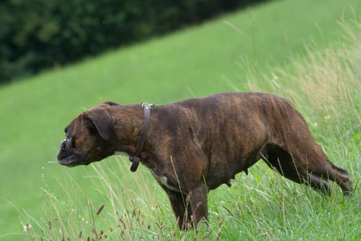 Purebred boxer turns her head to the side shortly after drinking,leaving a trail of water droplets.