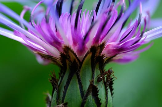 Mountain flake flower Centaurea montana
