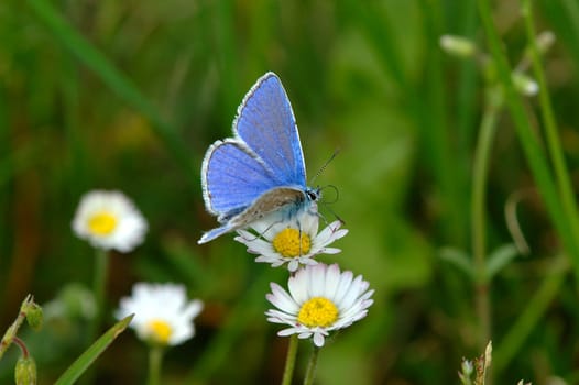 Sky-blue blue Polyommatus bellargus