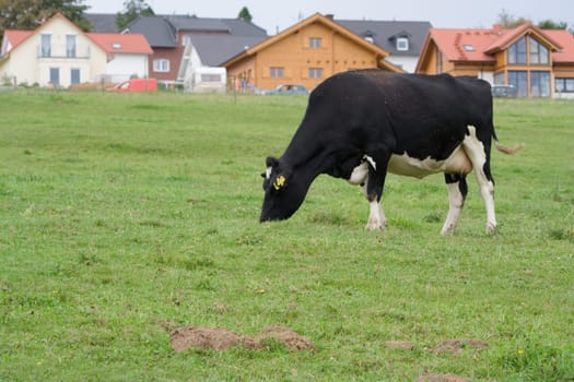 A cow grazes in their pasture. In the background,it is easy to see how close the next residential buildings are to the pasture. The connection between agriculture (the rural) and the city becomes recognizable.