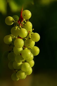 On the advice of Alexander,the wine again without restless foreground..!