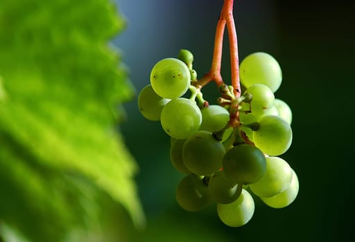 Believe it or not,even with us Northern Lights,wine grows from time to time...! I took this picture tonight on our terrace! Maybe I should invite you to a glass of wine soon....!:-)