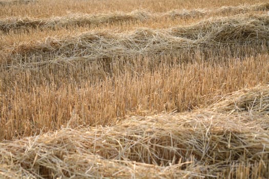 Stubble field with straw after harvest