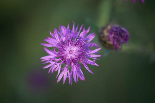 Centaurea jacea