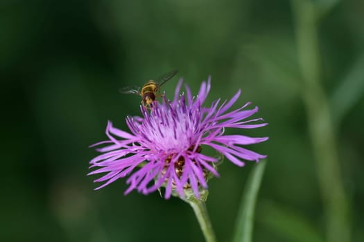 Grove hoverfly on a meadow flake flower