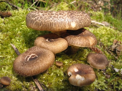 well,who knows what this species is called?