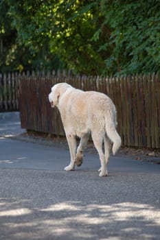 Wanted dog from behind