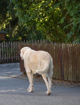 Walk lonely on my way