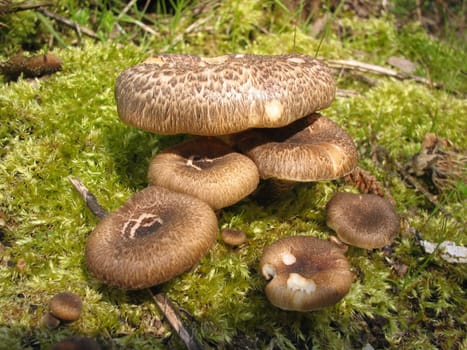 Forest mushrooms