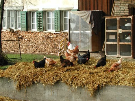 Happy chickens